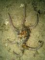 Lambis scorpion - Lambis chiragra